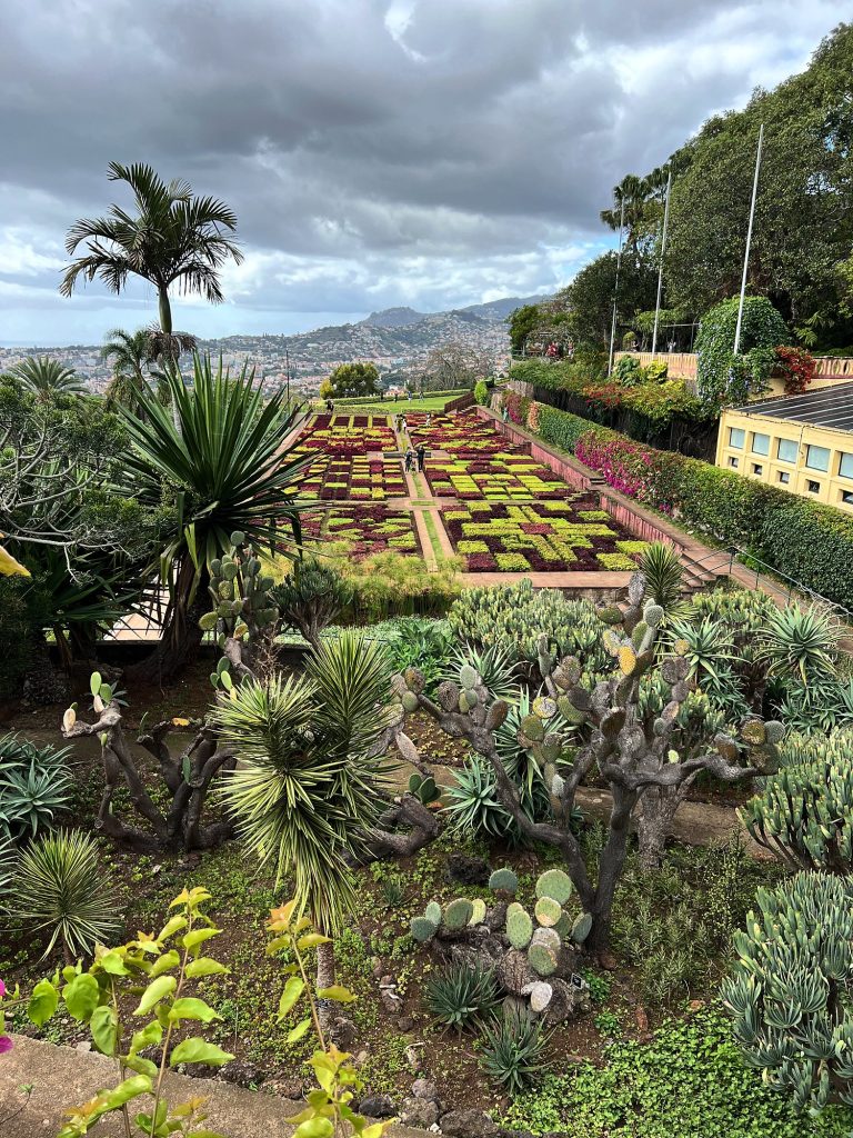 Succulents, agaves and carpet bedding in the Botanical Garden in Funchal