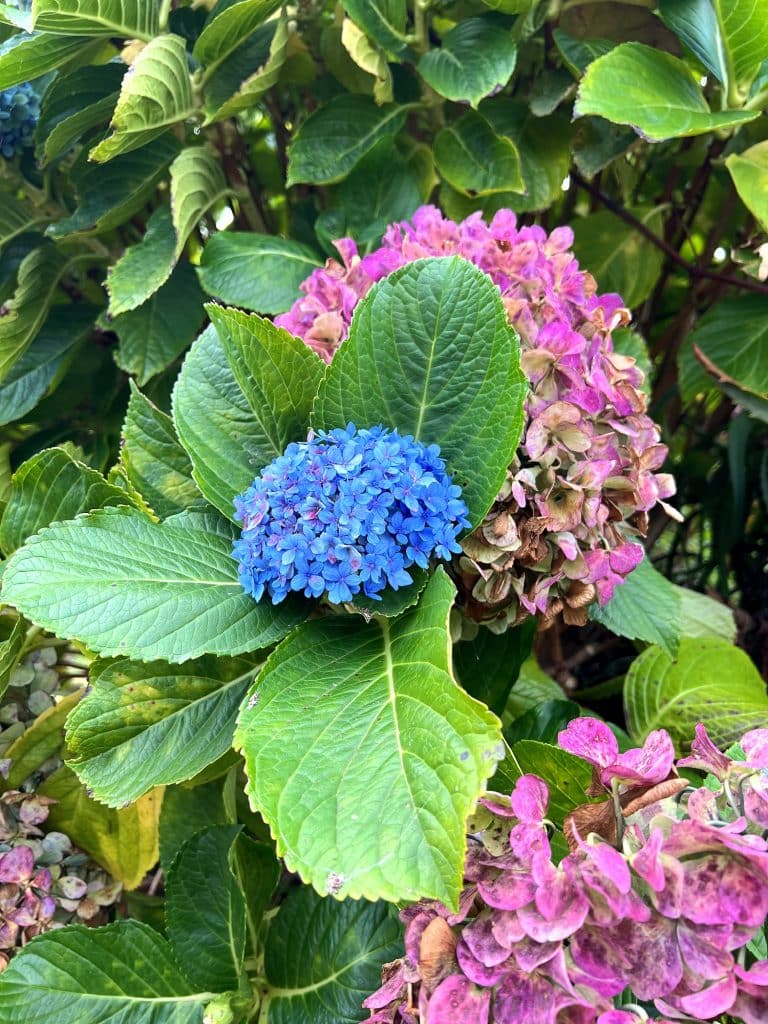 Blue and pink hydrangea flower heads among large green leaves
