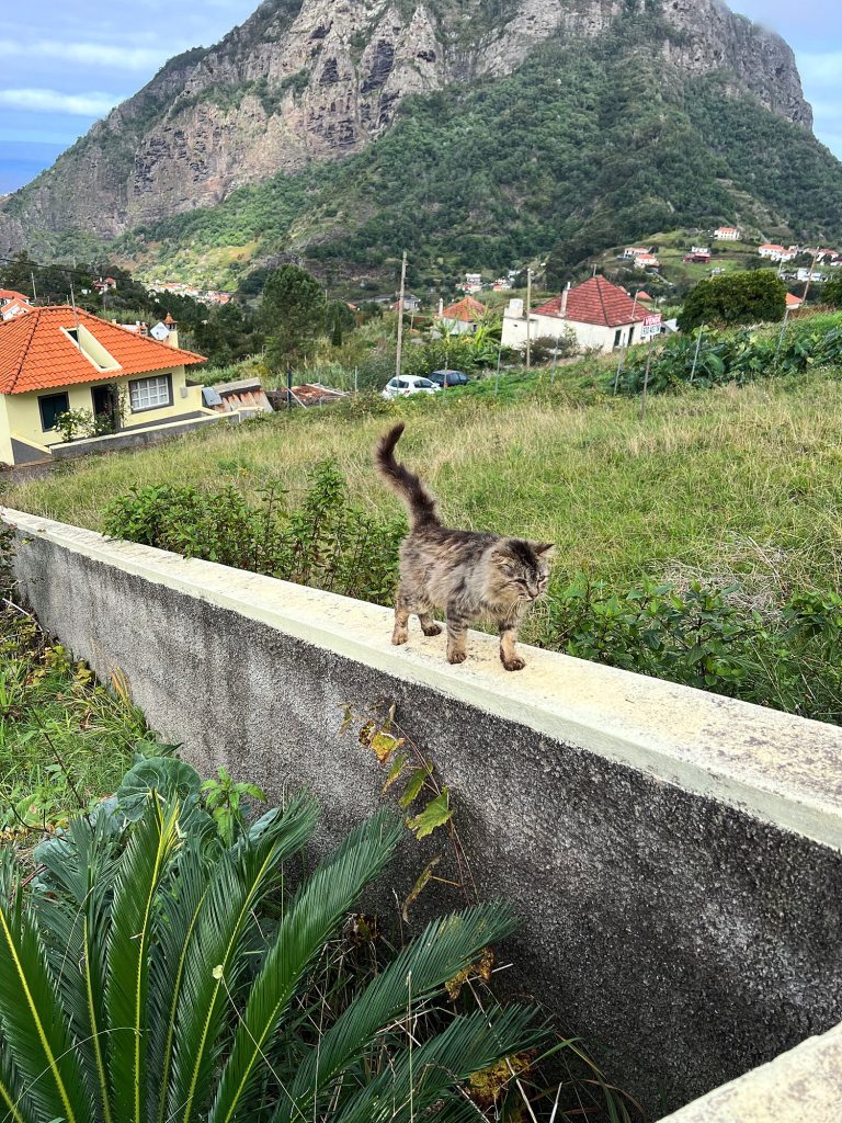 A tabby cat walking along a concrete wall, with a meadow, red-roofed houses and a rocky mountain behind
