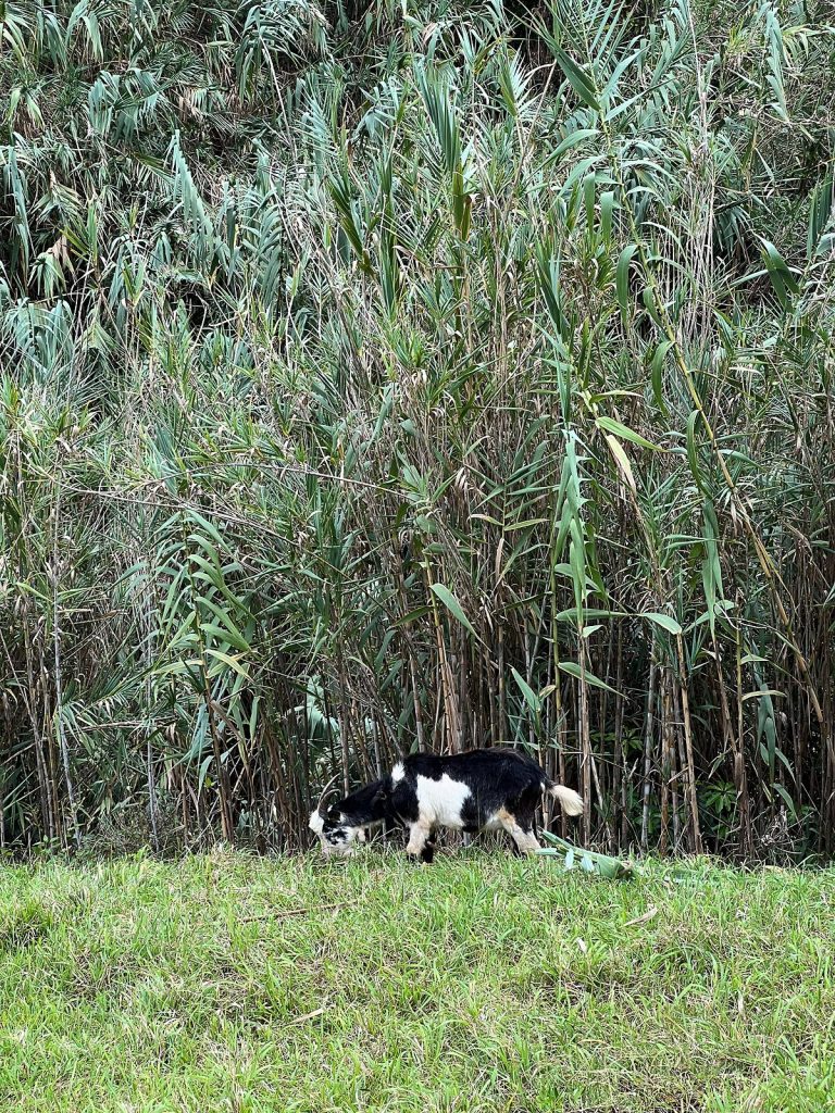 A black and white goat grazing in front of a wall of tall reeds