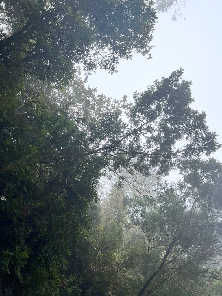 Treetops in thick mist in a forest in the north of Madeira