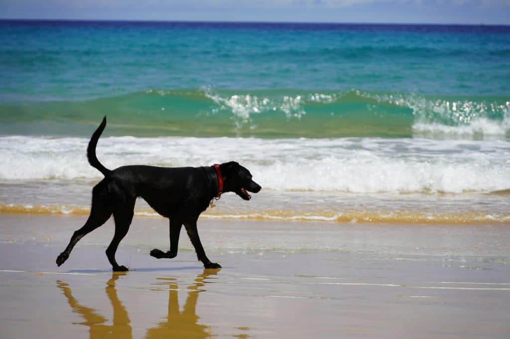 Black dog walking along the water’s edge on Porto Santo beach