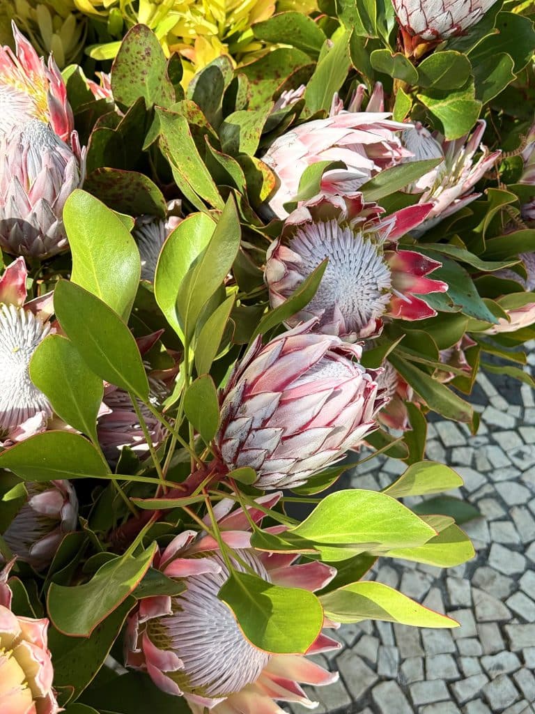 Bunches of proteas on a mosaic pavement in Funchal