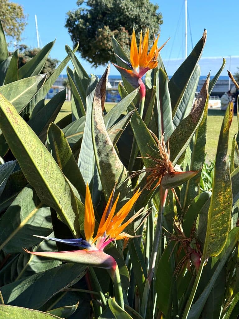 Bird of paradise flowers in bloom in Funchal