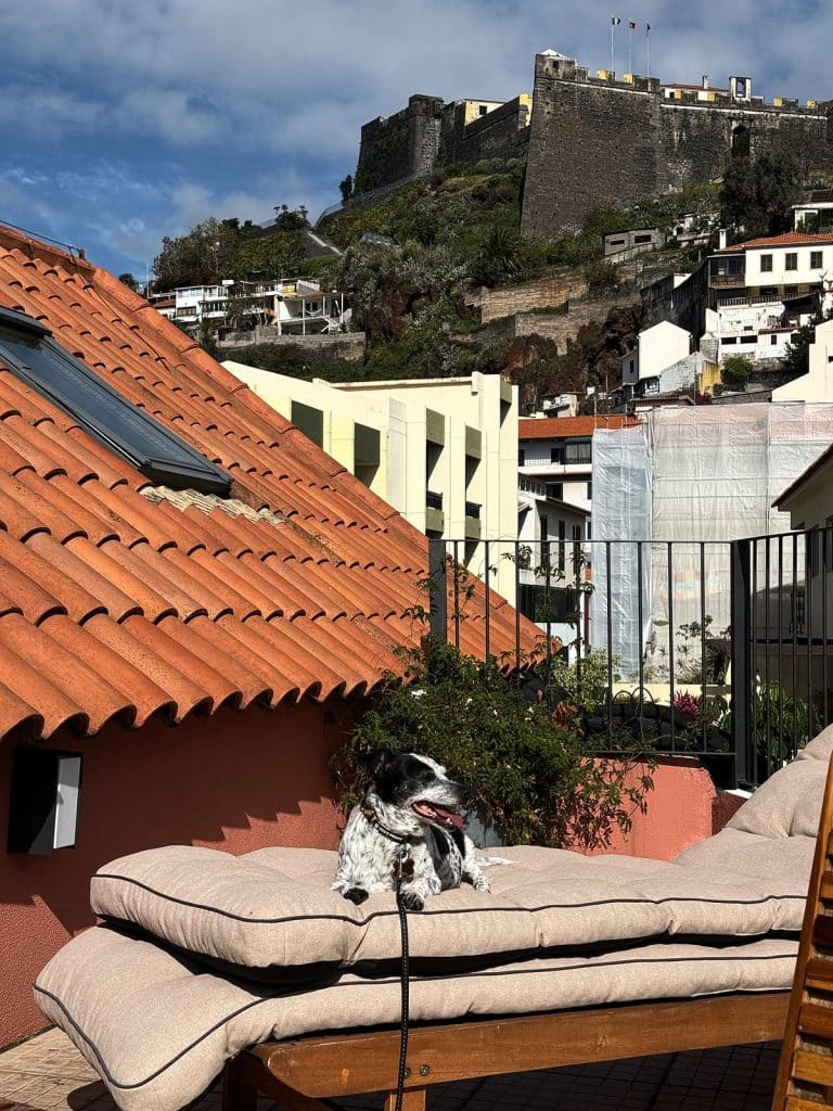 Dog on a sun lounger on an apartment’s roof terrace, with the hill and the Fortaleza do Pico fort behind
