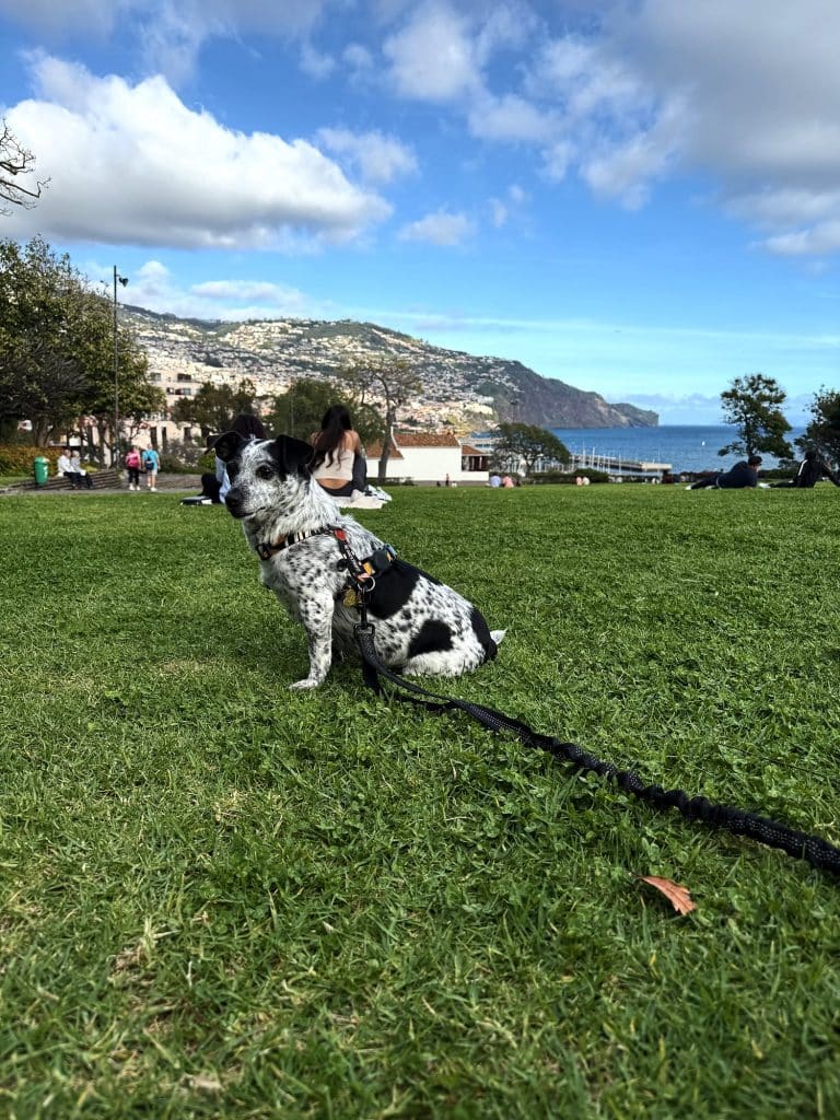 My dog Tesla on a lawn above the bay of Funchal