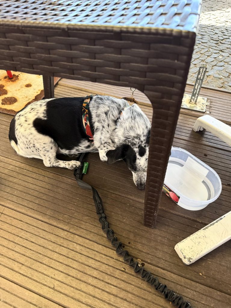 Black-and-white dog lying under a wicker table on a restaurant’s wooden terrace, with a water bowl beside it