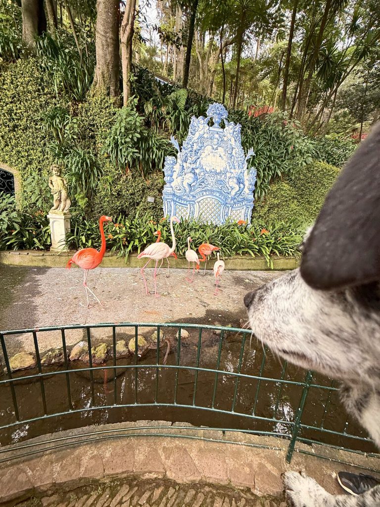 Dog looking through a railing at flamingos by a pond, with a blue azulejo panel and statues behind