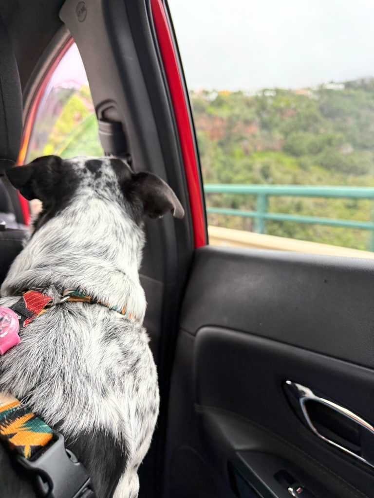 A black and white dog looking out of a car window at a green hillside and the expressway barriers