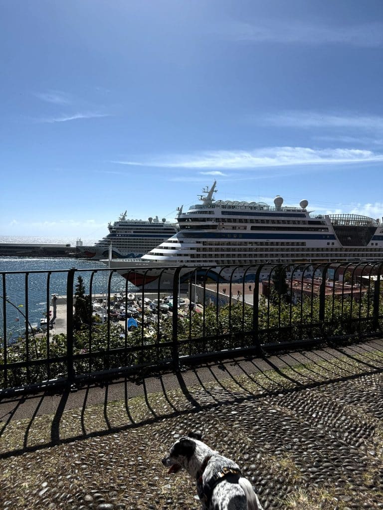 Black-and-white dog by the black railing of the park, with the port and an AIDA cruise ship below