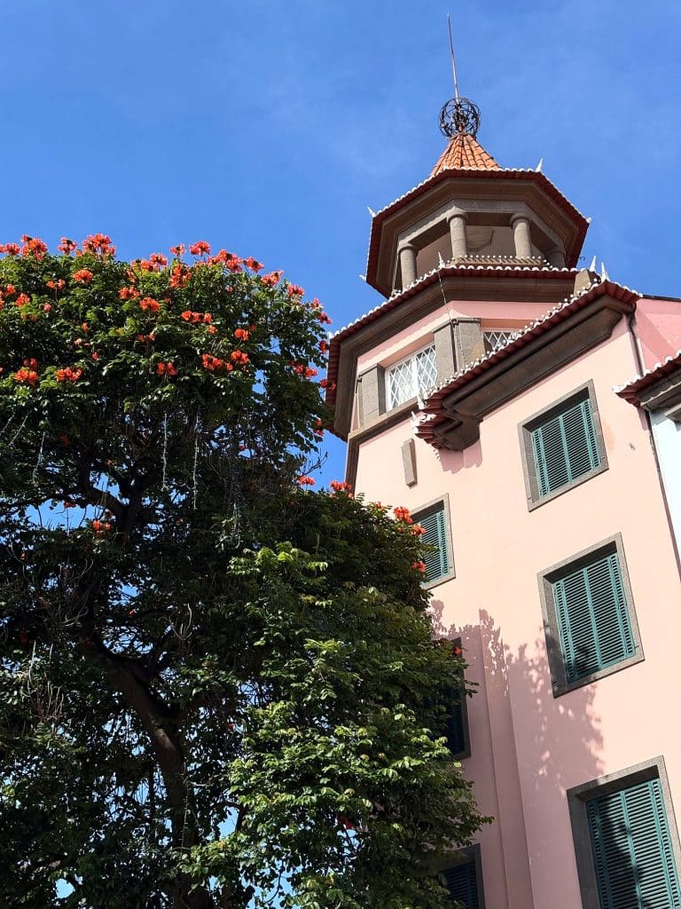 An African tulip tree in bloom next to a pink building with a turret in Funchal