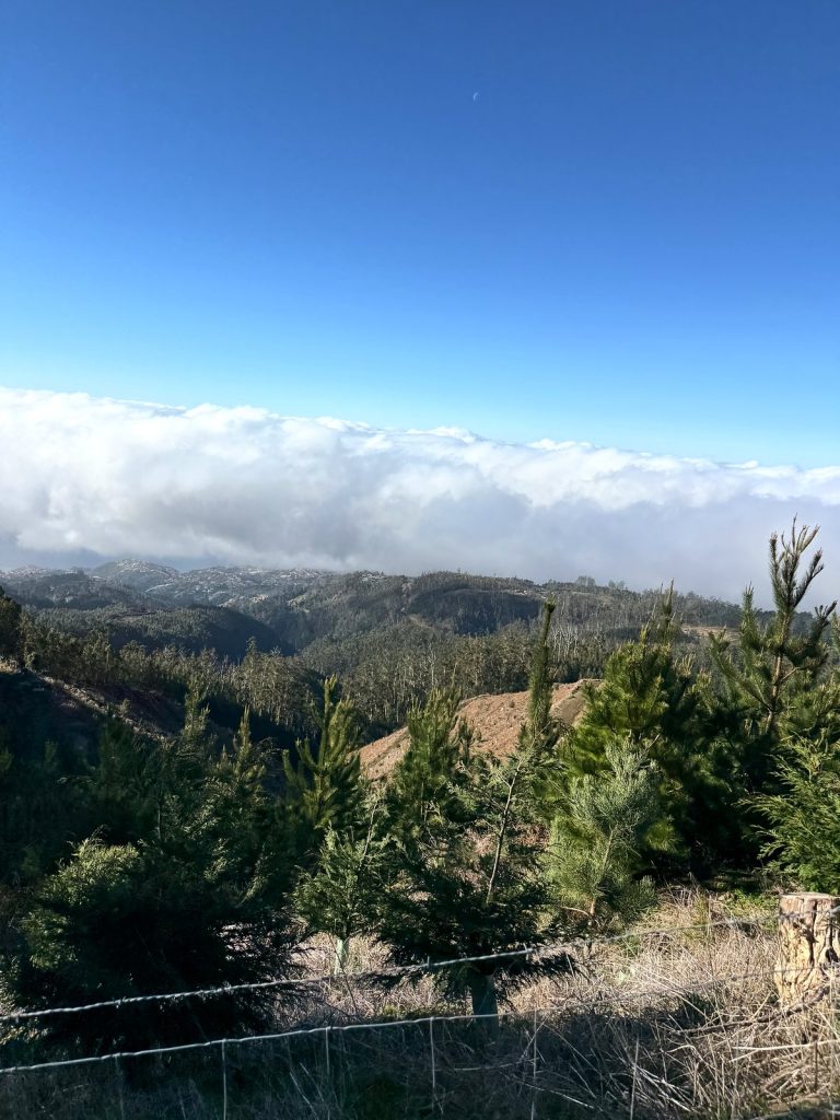 A sea of clouds over wooded slopes, with young pines and a wire fence in the foreground and a cloudless sky above