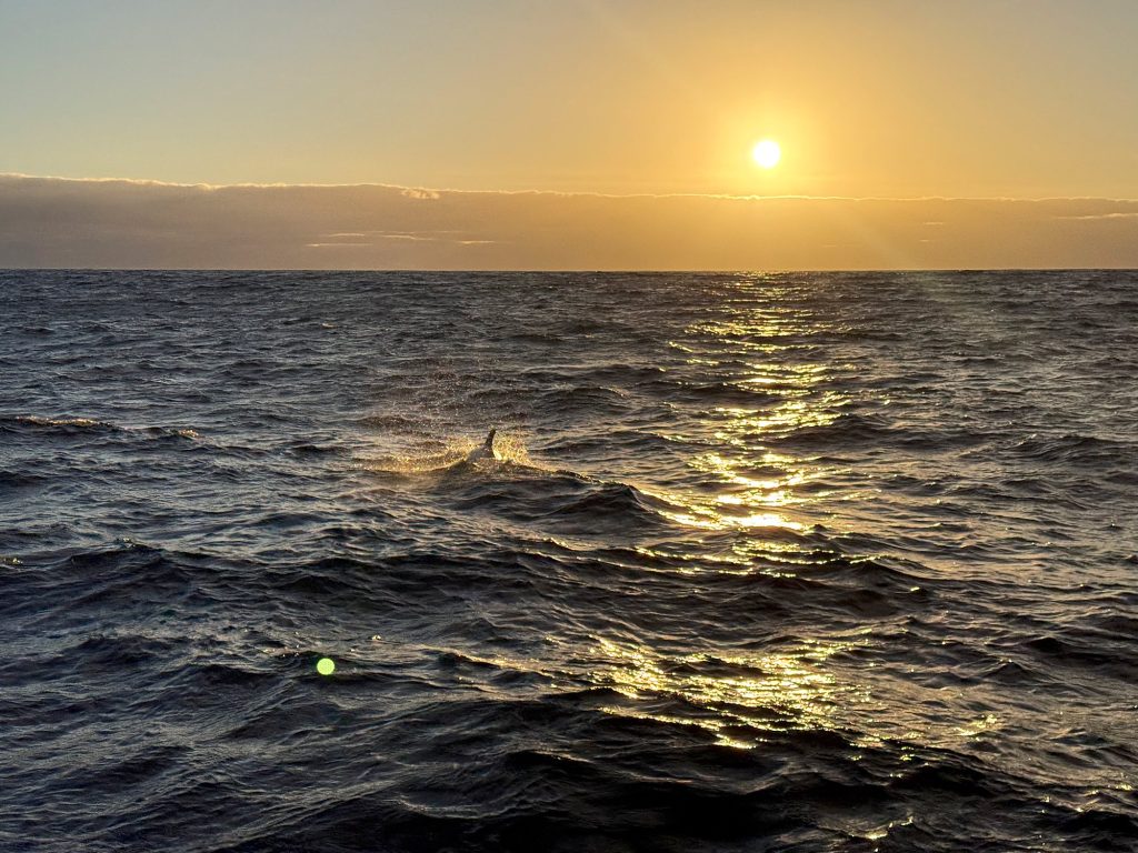 The backs of cetaceans in the waves at sunset off the coast of Madeira