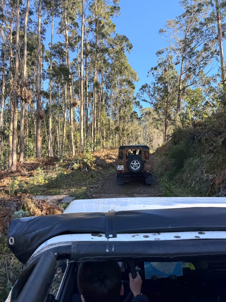 Forest track through a eucalyptus wood seen from an open jeep, with another jeep ahead