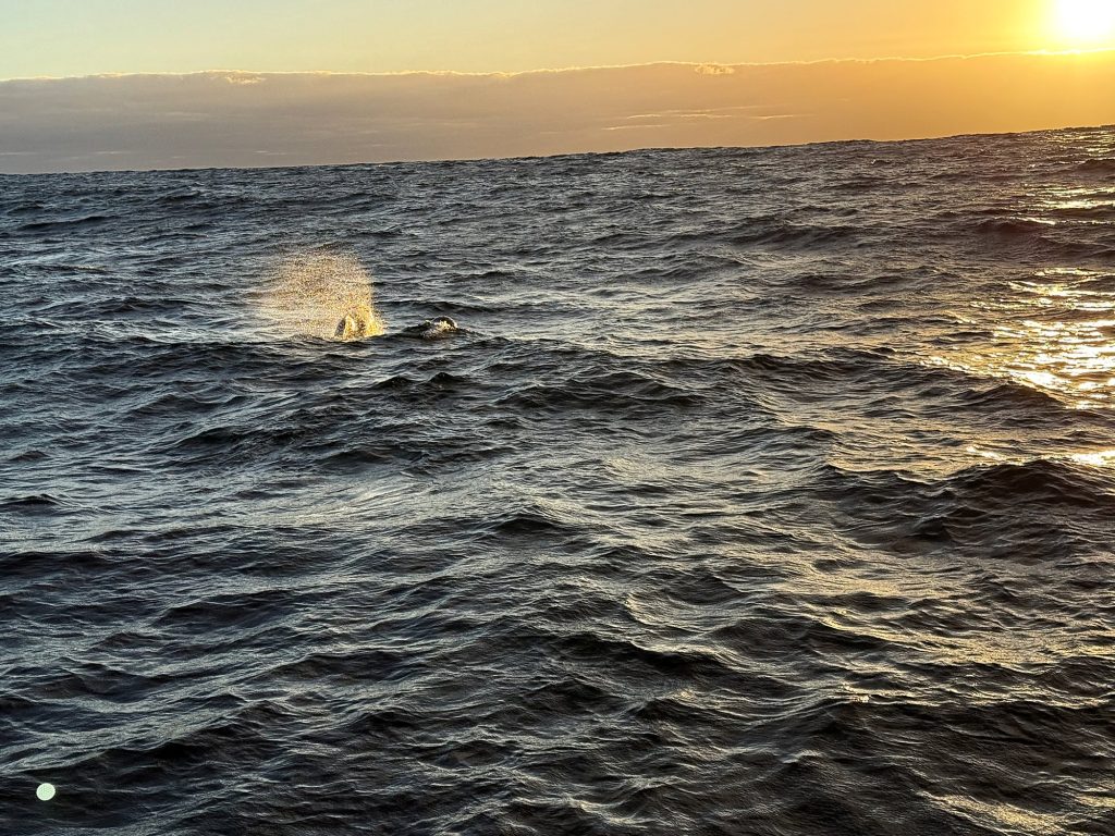 Mist of a blow above the waves under a low sun on a yacht trip off Madeira